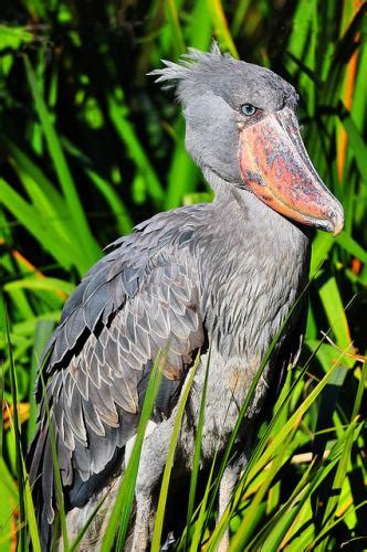 birds with strange beaks|birds with long beaks names.